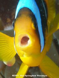 The picture was taken in the Red Sea with the Olympus C70... by Véronique Van Ryckeghem 